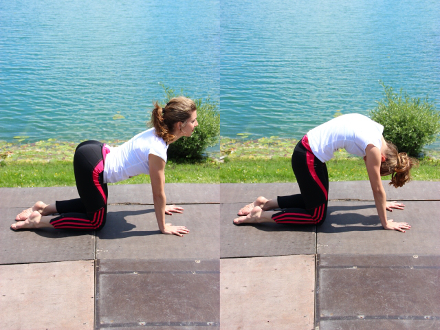 Vježbe za kralježnicu mačka